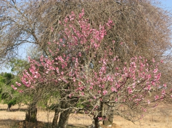 Pear blossoms.