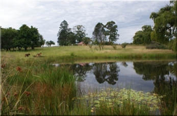 Aidan's pond