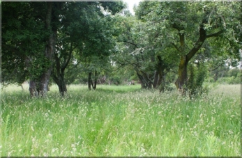 Fruit orchards.