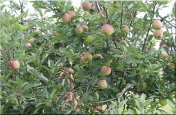 Apples